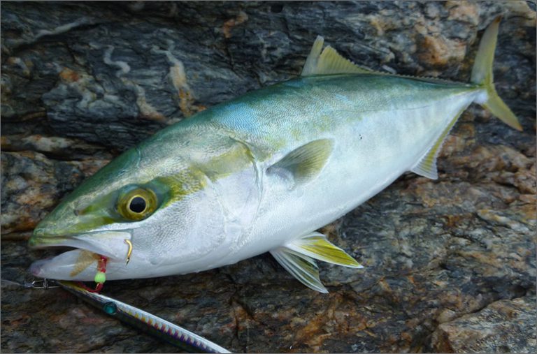 10月に狙いたい魚 ハマチ | 今月狙いたい魚 | p1 | WEBマガジン HEAT