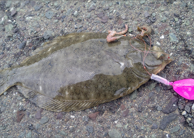 11月に狙いたい魚 カレイ | 今月狙いたい魚 | p1 | WEBマガジン HEAT
