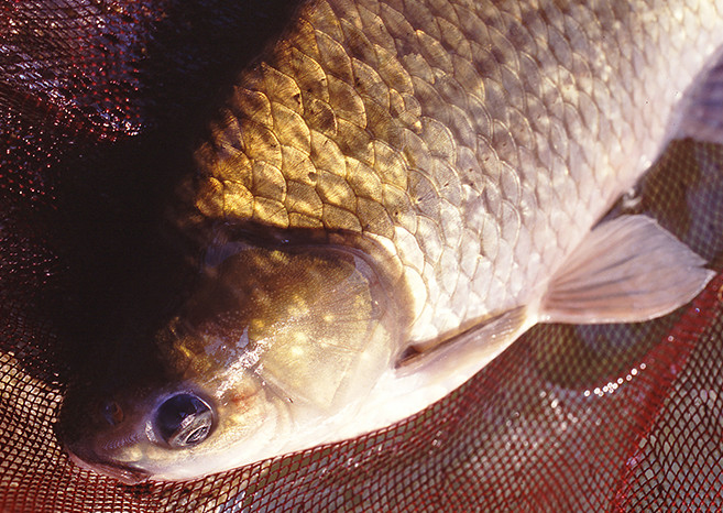 へらぶな へら鮒の次号【2026年1月号 (発売日2025年12月04日)】| 雑誌/定期購読