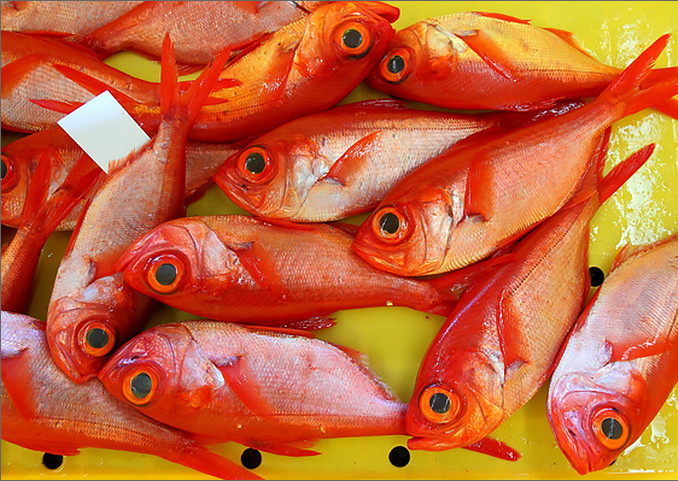fish_kin01-C.jpg