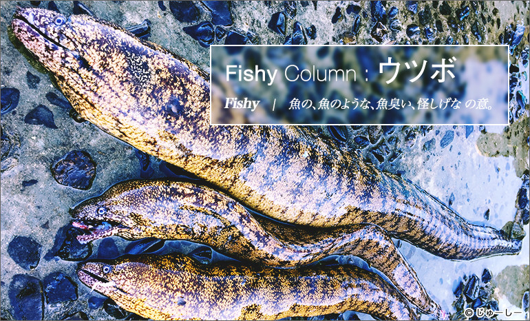 ウツボ Fishy Column Webマガジン Heat