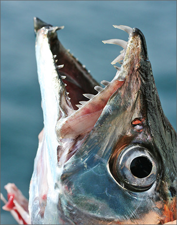 魚の歯