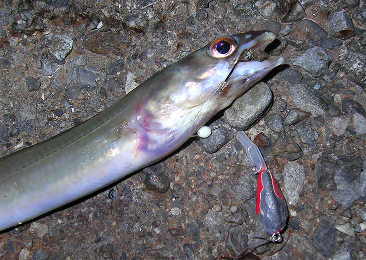 5月に狙いたい魚 アナゴ