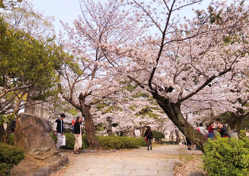 31_桜が満開の鶴舞公園