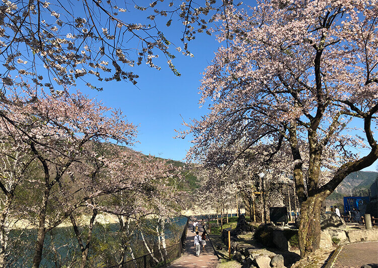 21_桜