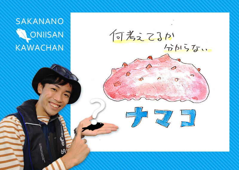 ナマコは口と肛門が一緒 知って得する 川田一輝のお魚あれこれ No 16 Webマガジン Heat