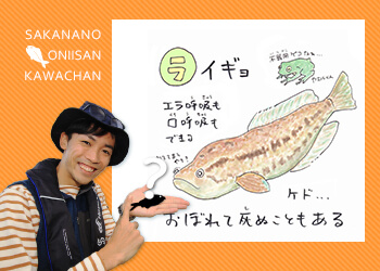 あ・い・う・え・おさかな 【ラ行】のお魚な～に？ | 知って得する