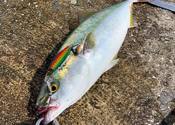 もう迷わない！ライトショアジギングにおけるメタルジグの選び方