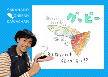 キレイで初心者にも飼いやすいグッピー だけどチョット問題も 知って得する 川田一輝のお魚あれこれ No 54 Webマガジン Heat