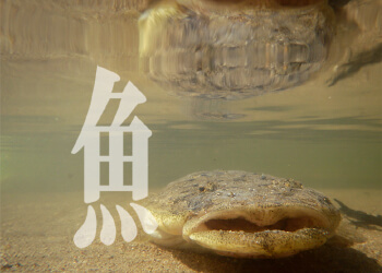 知って得する！魚へんの漢字 夏が旬の魚にまつわる漢字トリビア | From