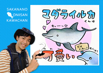 日本でも珍しい！マダライルカとは？ | 知って得する！川田一輝のお魚