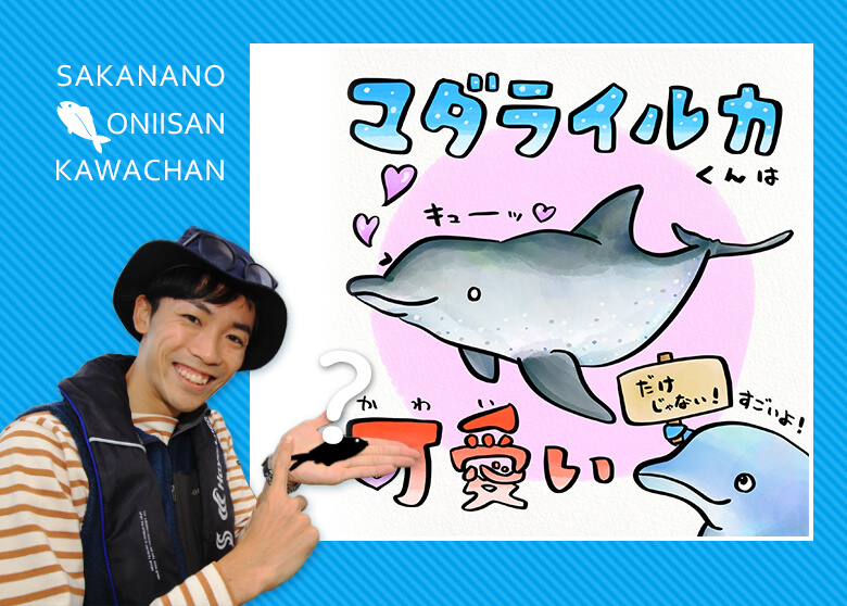 日本でも珍しい マダライルカとは 知って得する 川田一輝のお魚あれこれ No 126 Webマガジン Heat