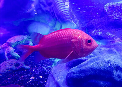 10_　赤い魚1