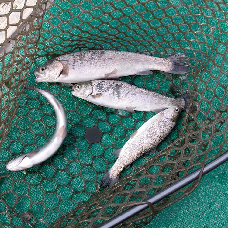 15_2時間で釣れた魚（エサ釣り）