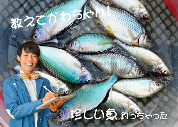 教えてかわちゃん！珍しい魚釣っちゃった | | No.006 本当は奥深い