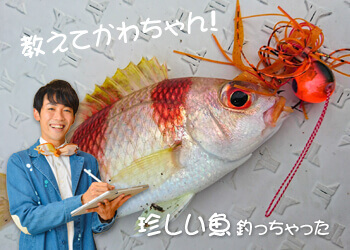 教えてかわちゃん！珍しい魚釣っちゃった | | No.007 タマガシラ