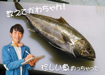 教えてかわちゃん！珍しい魚釣っちゃった | | No.008 アオイガイ・エビスダイ・アイブリ | WEBマガジン HEAT