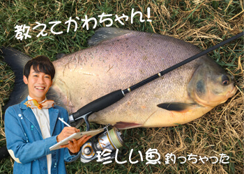 教えてかわちゃん！珍しい魚釣っちゃった | | No.010 世界の怪魚編