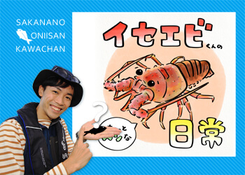 エビの仲間ザリガニ プロフィールチェック５本セット！ エビの仲間ザリガニ プロフィールチェック5本セット！