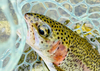 まったくのビギナーでも大丈夫！ 初めての管釣りトラウト入門 覚えて