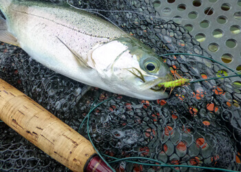 身軽に楽しむ管釣りトラウト【フライ編】 高速バスで行く東山湖
