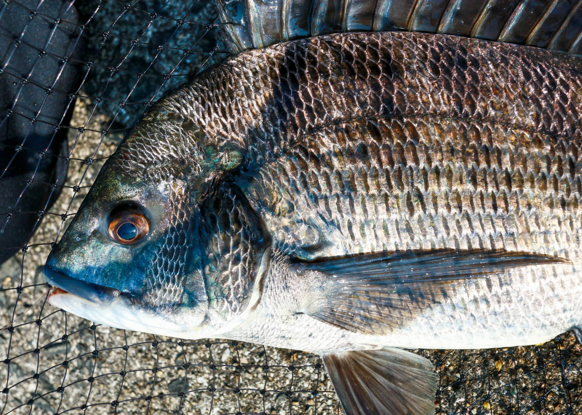 黒鯛 チヌ イカダ釣りされる方 必須 （チヌ - 釣りの対象魚