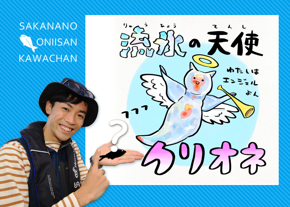 衝撃！クリオネは巻貝の仲間!? | 知って得する！川田一輝のお魚あれこれ | No.152 | WEBマガジン HEAT