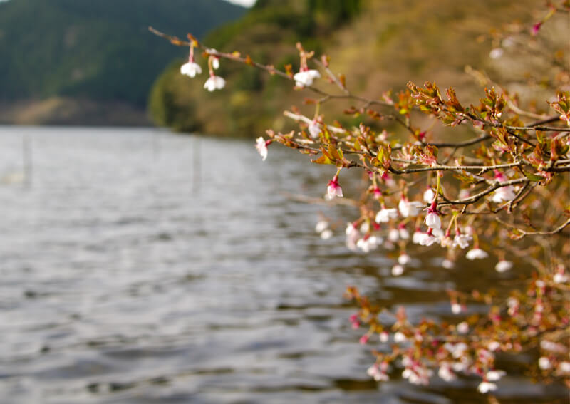 02_　湖畔の桜