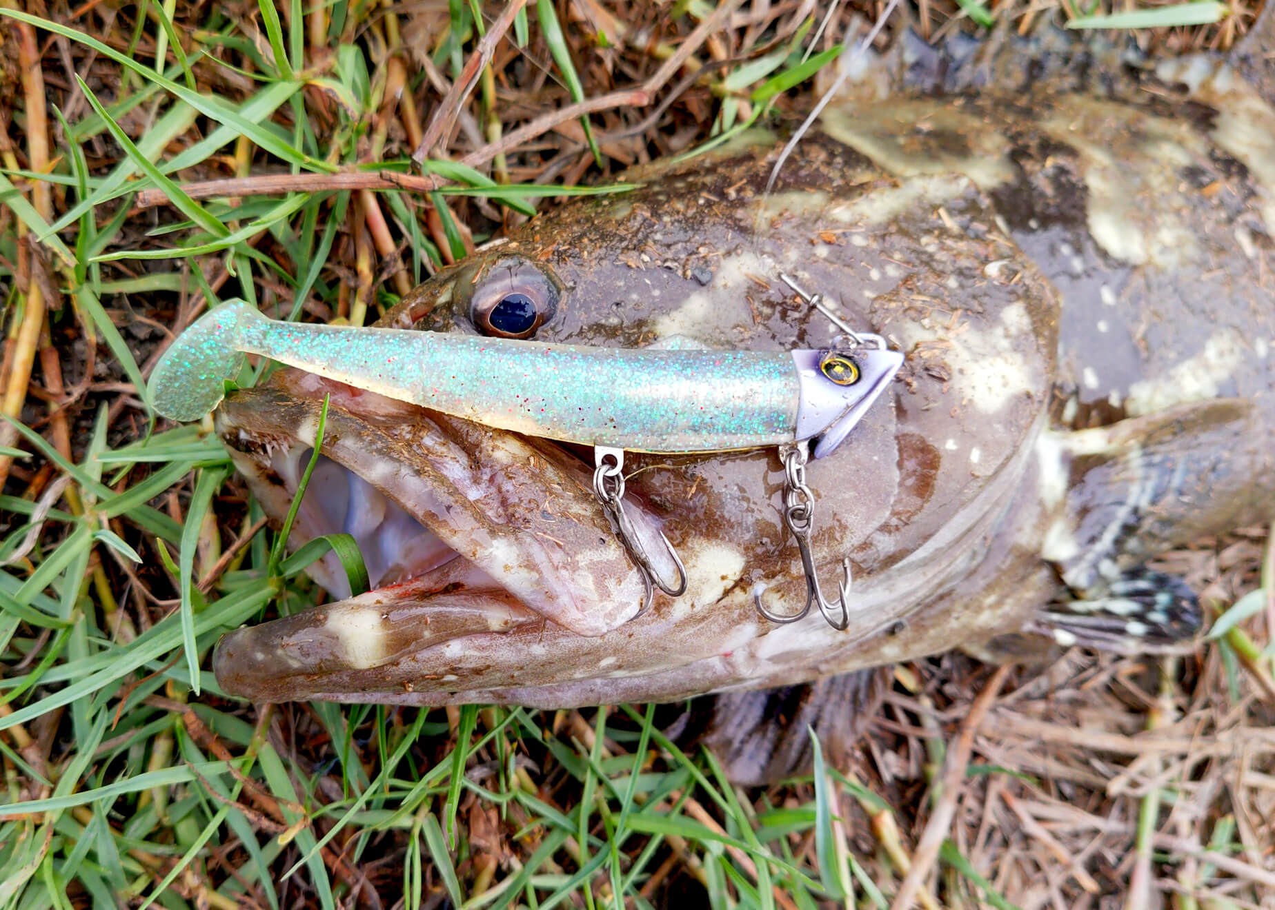 ワザワザ行く価値がある ～その2 ｢激近の異国・台湾｣の管釣りでも怪魚は私を待っていた!! | WEBマガジン HEAT