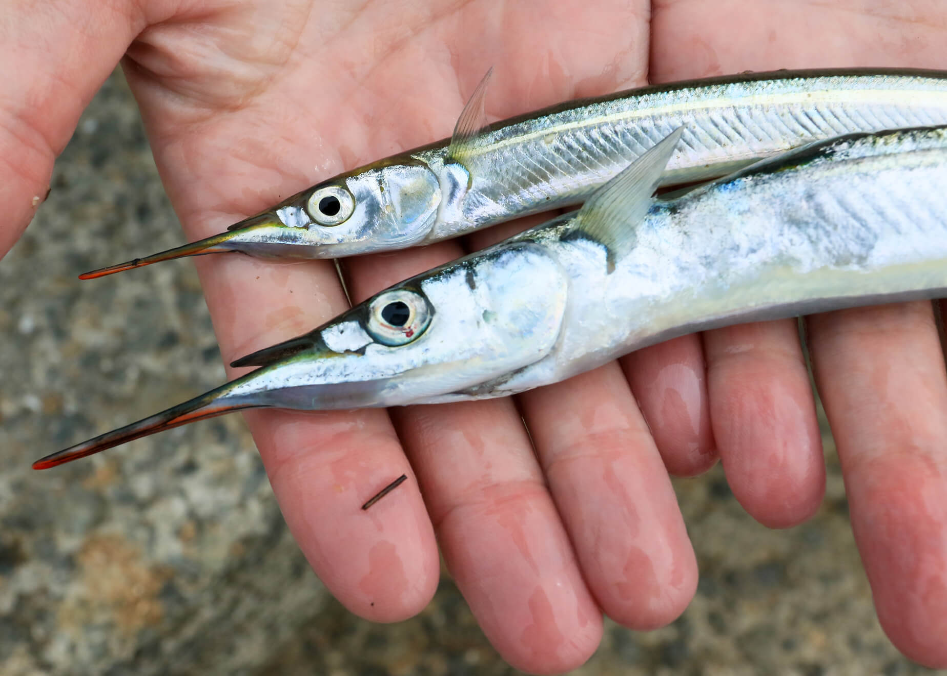 サヨリのウキ釣りのツボ教えます！ 「釣果が伸びるちょっとしたコツ」 | 春夏秋冬！釣果アップの勘所 | No.13 | WEBマガジン HEAT