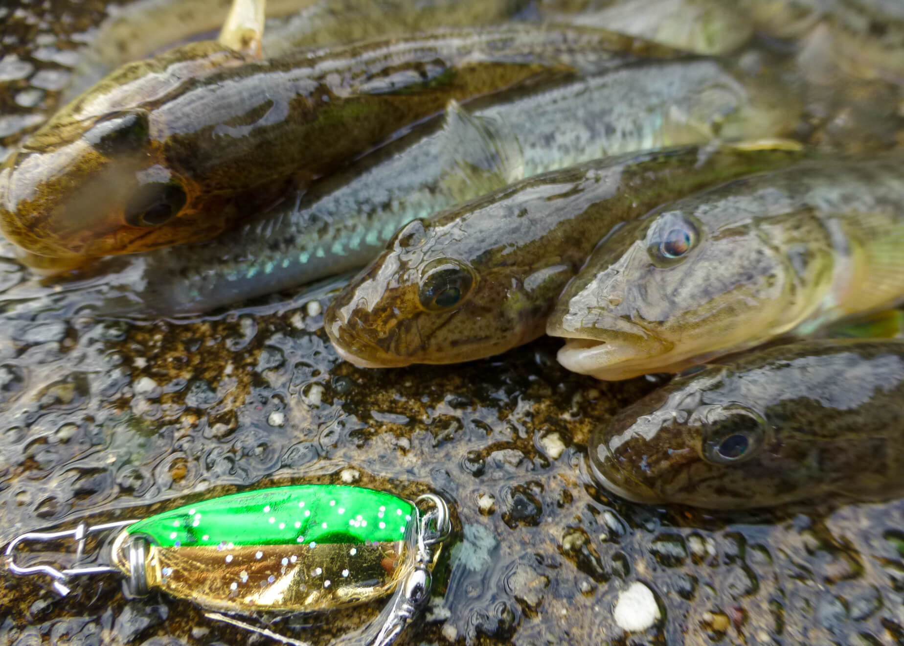 ミャク釣りを基本に自由にアレンジ 手軽に楽しむ「ハゼ釣り仕掛」の ミャク釣りを基本に自由にアレンジ 手軽に楽しむ「ハゼ釣り仕掛」の