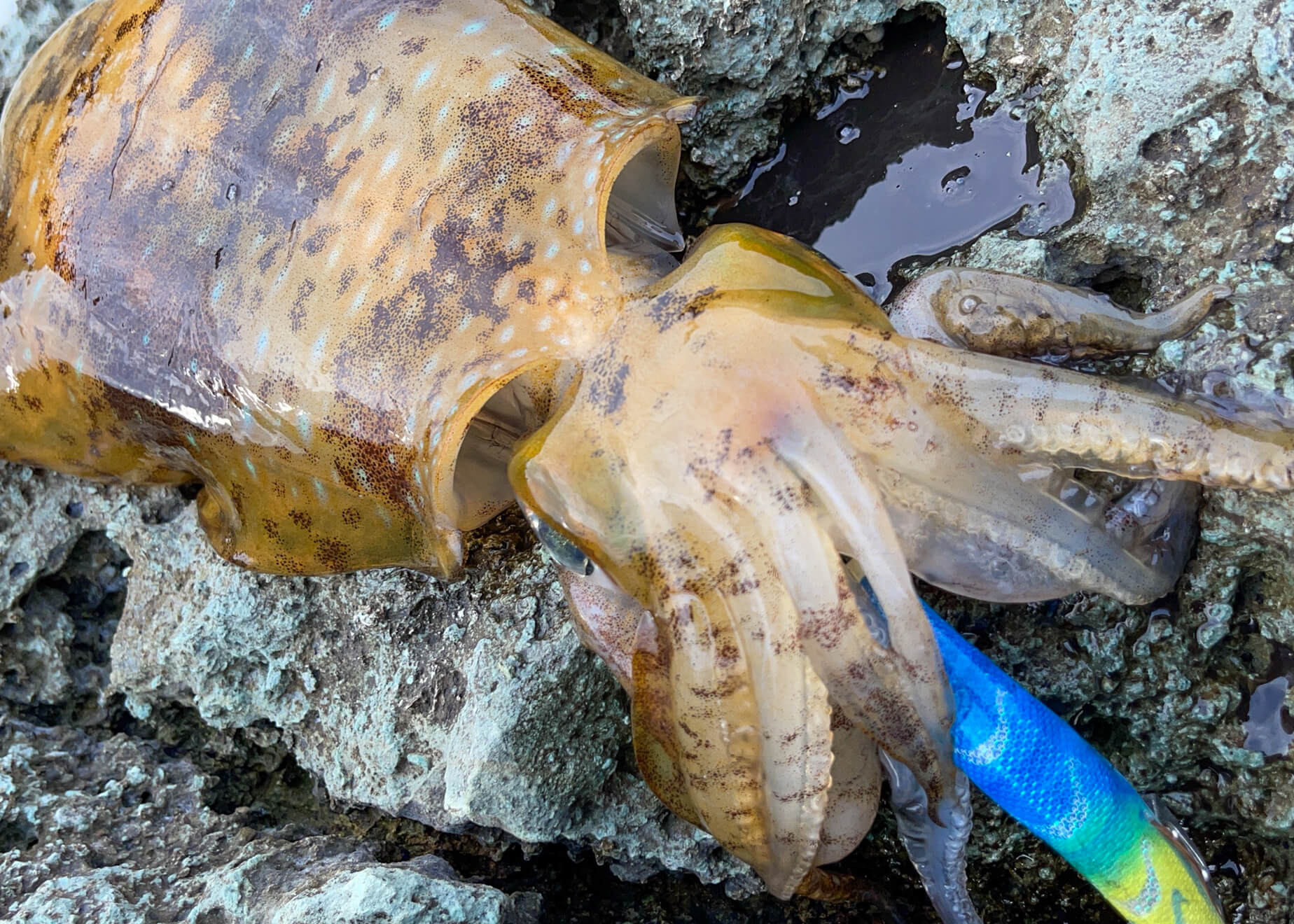 これからの時期海でイカ釣りやキス釣り - スポーツ