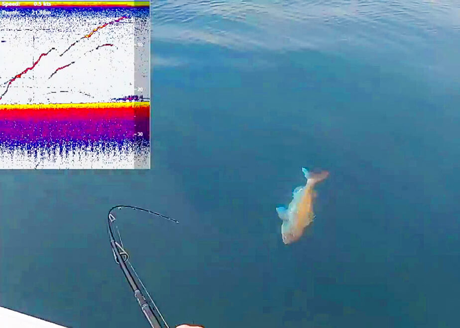 マダイがバイトする瞬間が見える!? 「魚探サイトタイラバ」が超