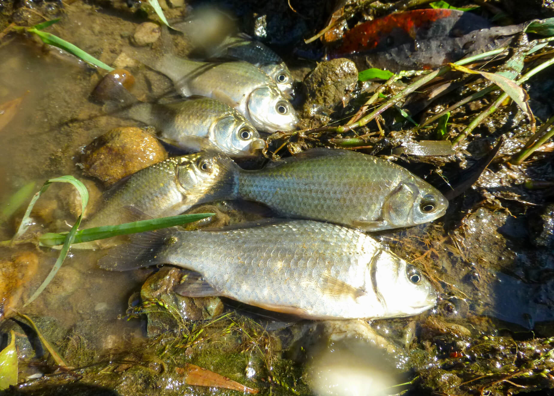 水箱 タナゴ釣り フナ釣り 真鮒 - フィッシング