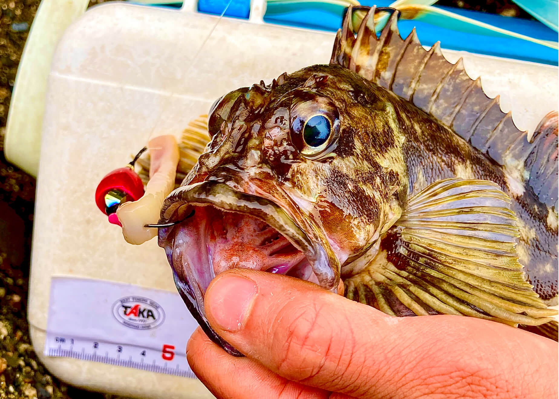 エサの違いで魚種やサイズは変わるのか？ ブラクリを使って穴釣り検証