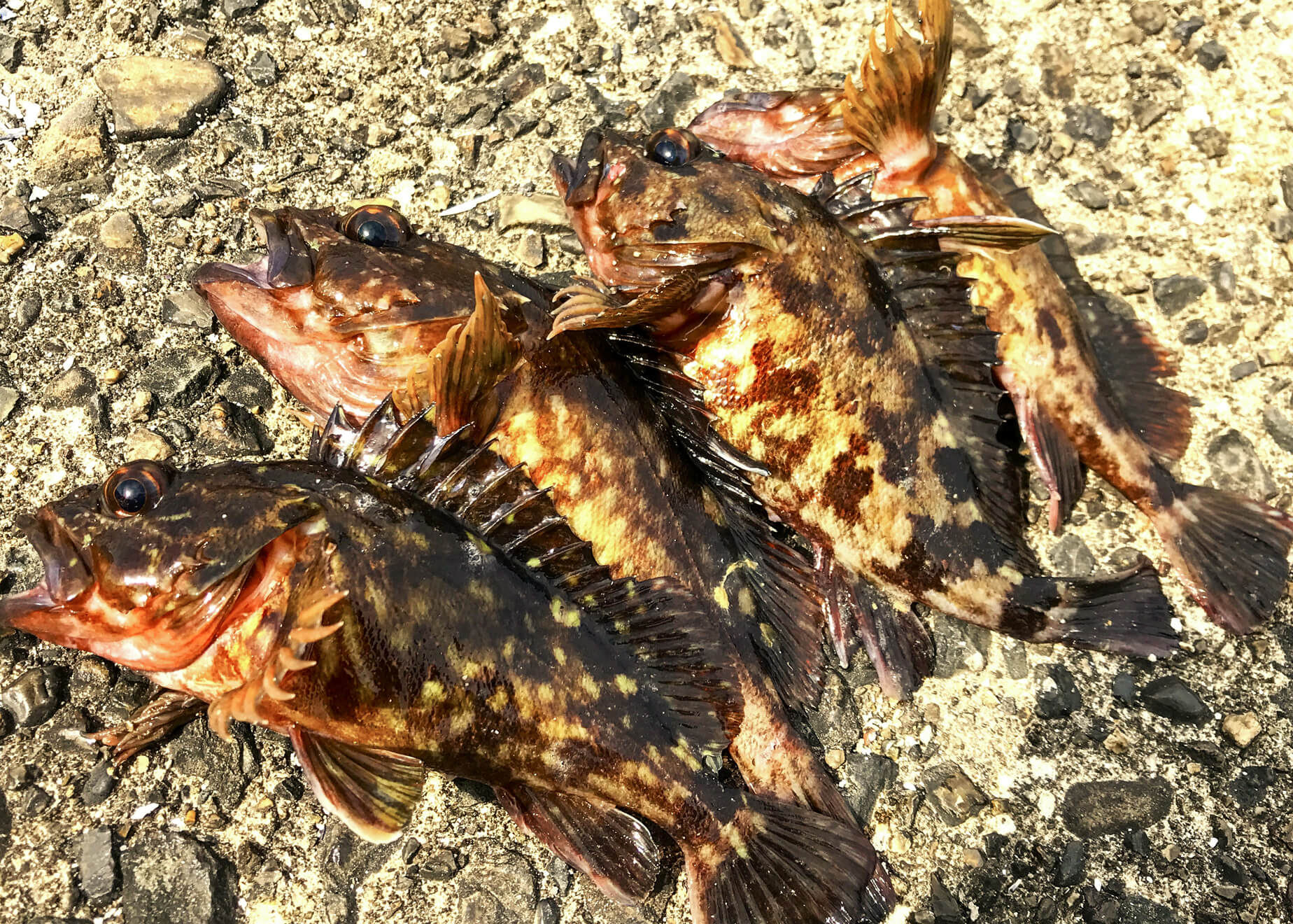 こんなところに根魚が!? 手軽にねらえる！堤防の穴釣りポイントを紹介 | WEBマガジン HEAT