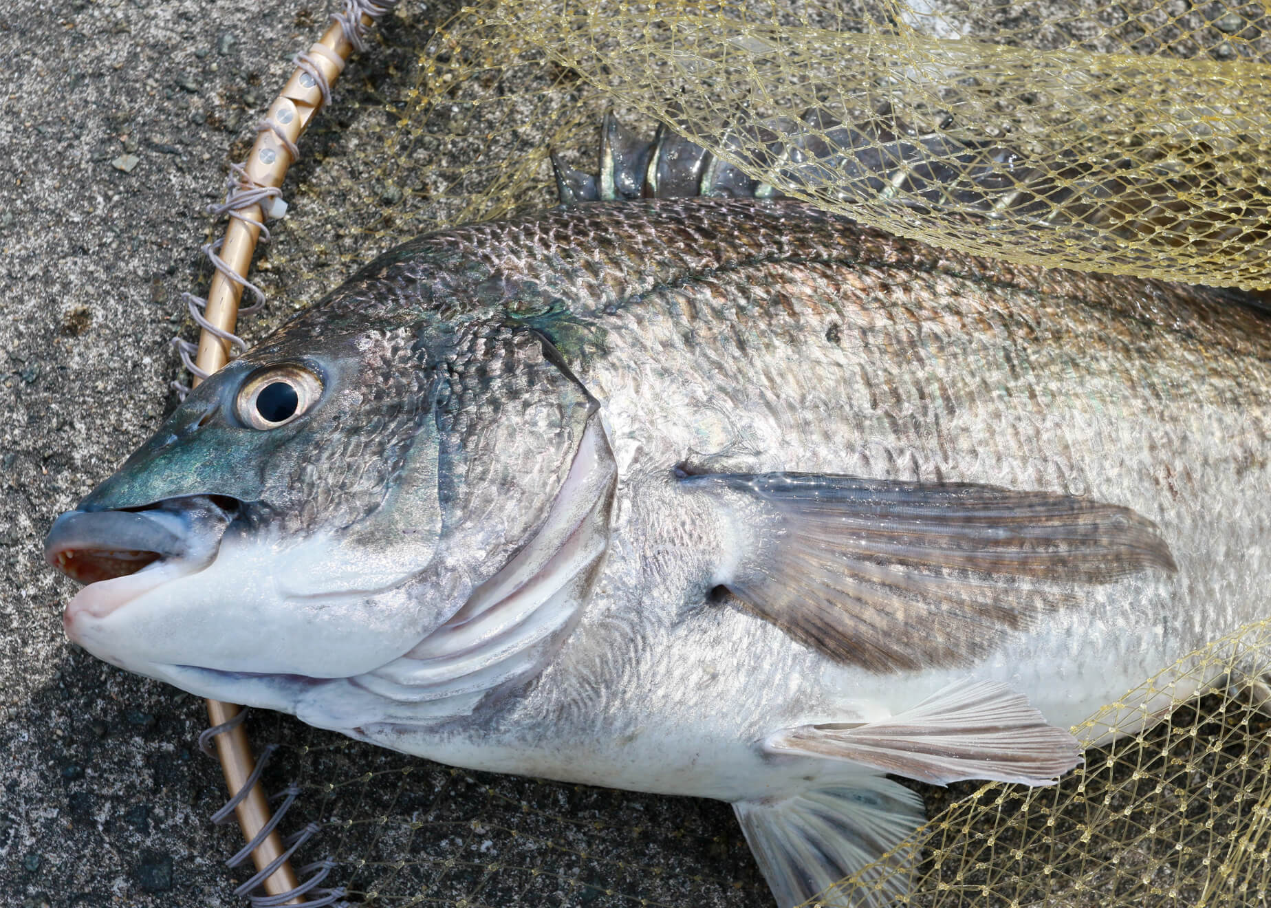 チヌ60です。他の方購入不可です。 かつて大阪湾岸で盛んだった懐かしいチヌ釣り | あの釣りこの釣り古今