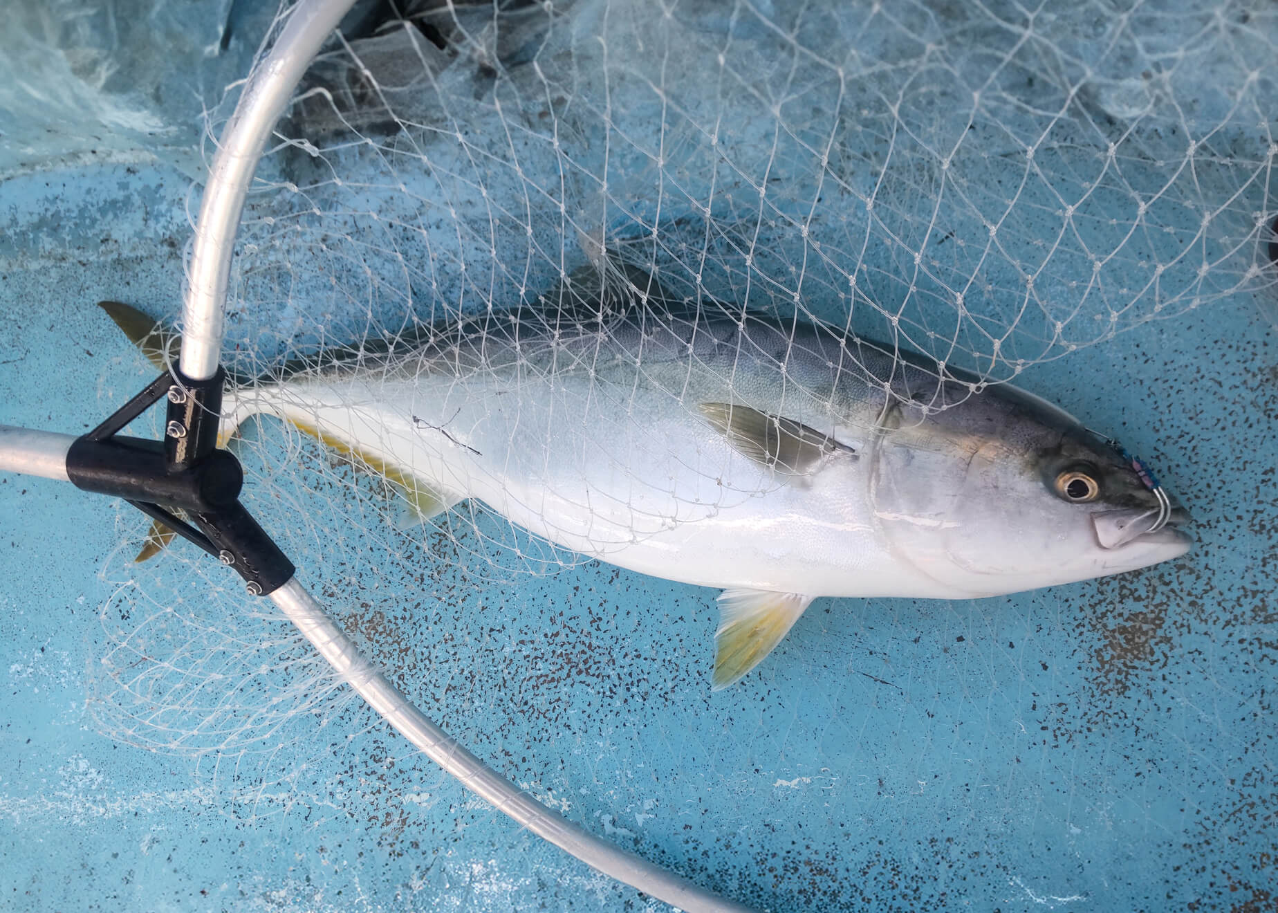 鳥羽ジギングのススメ！ ベイト豊富な鳥羽エリアでジギングしてみませんか？ | FISHFRIENDS×HEATコラボ企画 | WEBマガジン HEAT