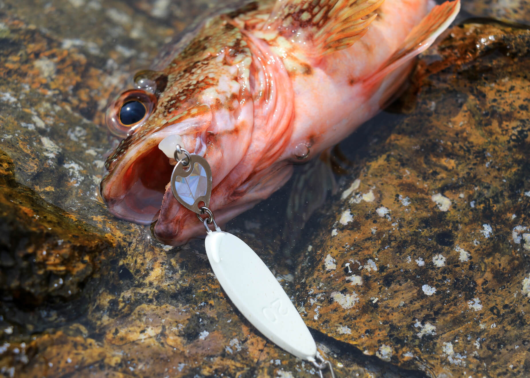 エサ専用ルアーってなんだ??根魚を確実に、手軽に釣るメソッドを試してみた！ | WEBマガジン HEAT