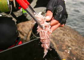 「カゴ釣り」の思い出アラカルト