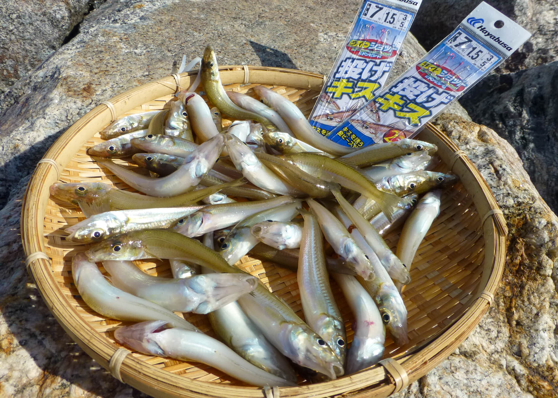 キス釣りプラスαのノンビリ釣行 渥美半島のチョイ投げにまだまだ期待大