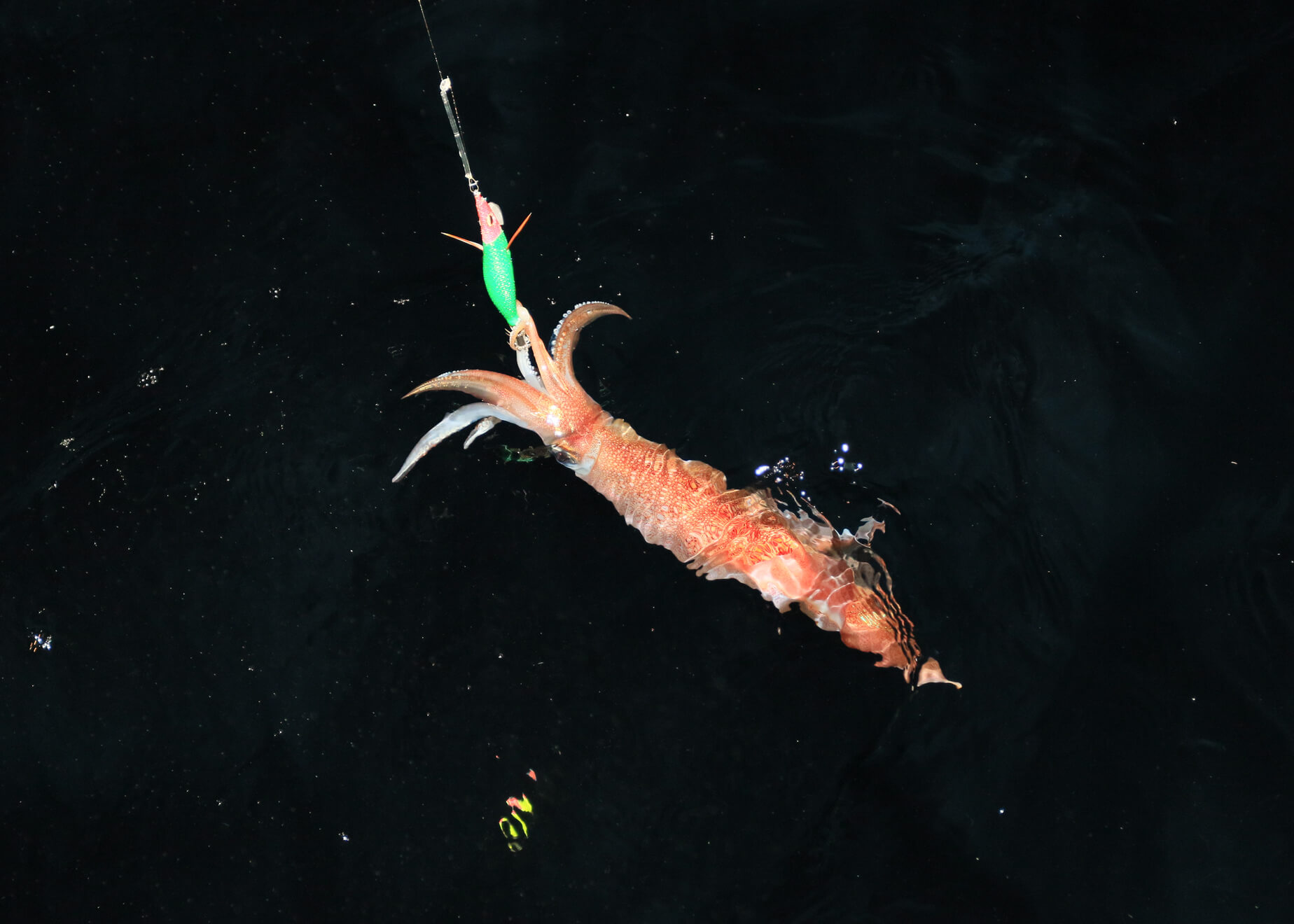 夜の船上、ツツイカねらいも様変わり!?「イカ釣り」から「イカメタル