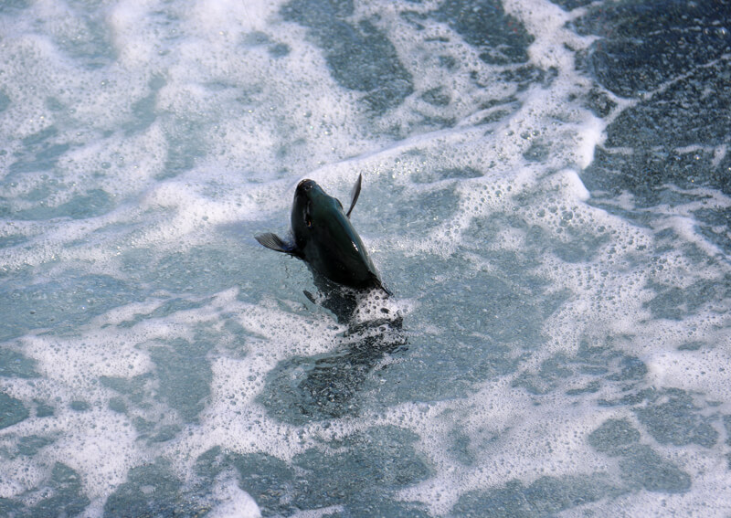 16_　水面に顔を見せるメジナ