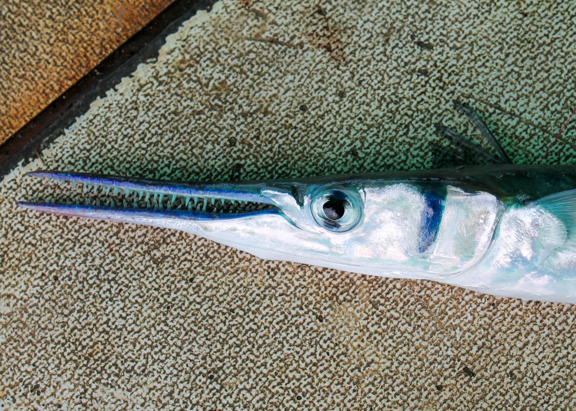 誤解されている“外道”の代表格「ダツ」 実は…な魚を、アナタは邪険に扱っていないか？ | p1 | WEBマガジン HEAT