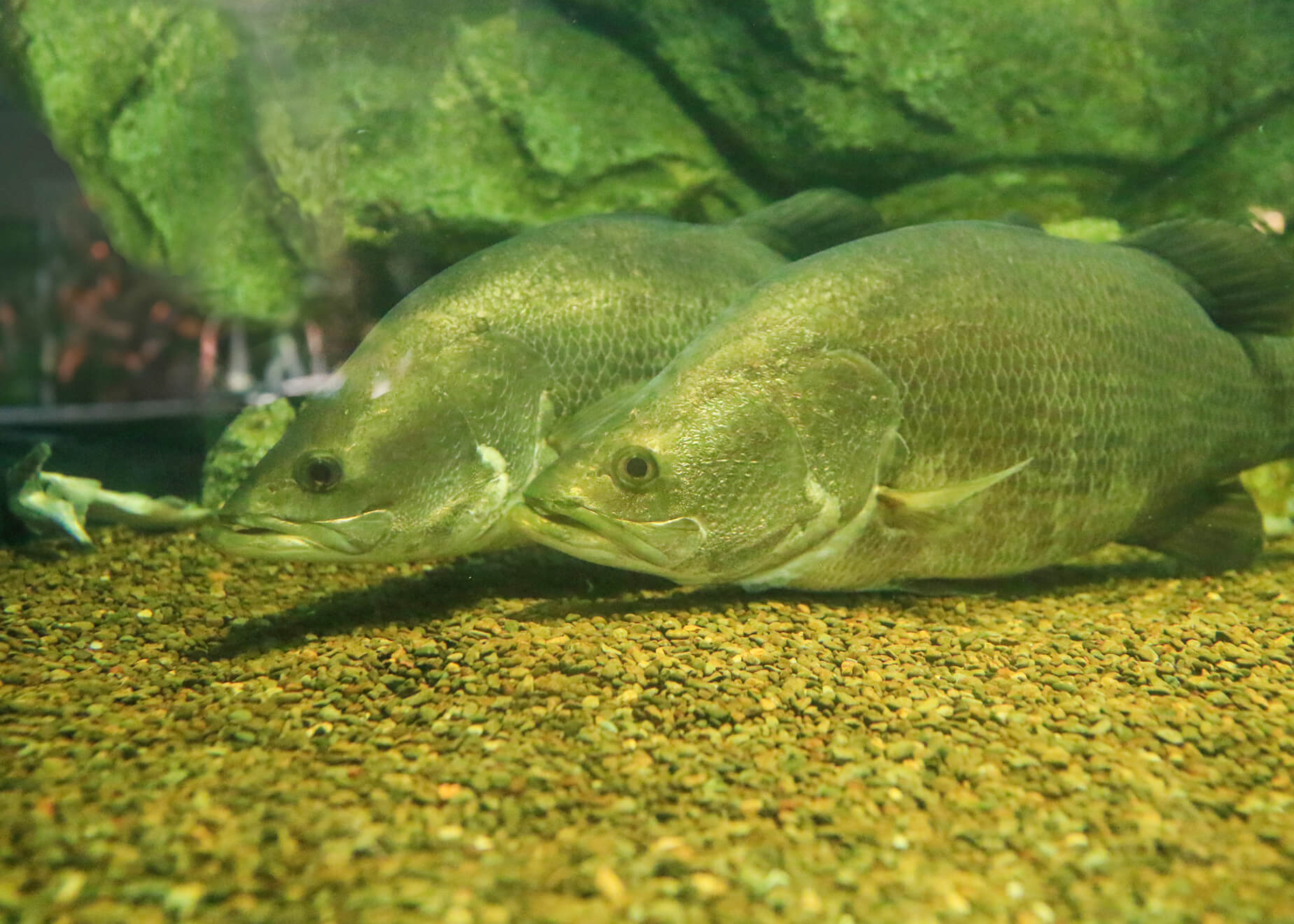 釣りロマンをくすぐられる魅力的な響き…日本の「三大怪魚」ってどんな