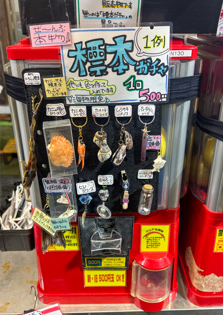 10_ 標本ガチャ