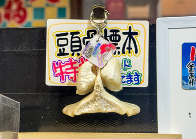 15_ 魚の骨格