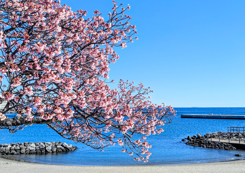 02_　AC_桜と海