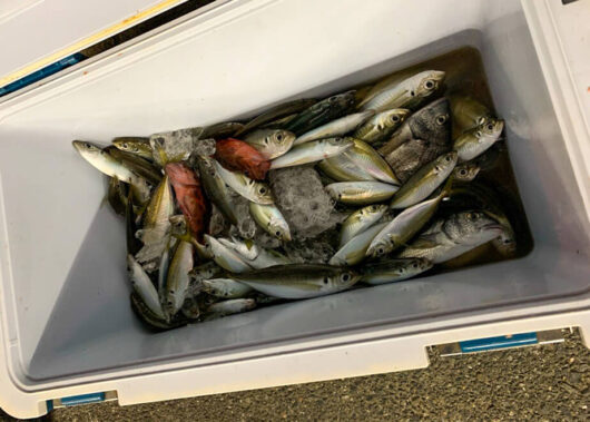 離島釣行の魅力がたっぷり！