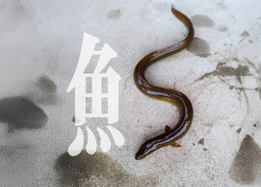 「みみず」を意味する漢字が付けられた魚って？
